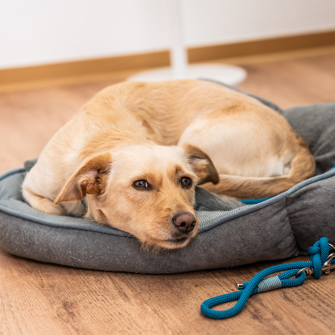 Lina der Therapiehund liegt auf einem Hundekissen